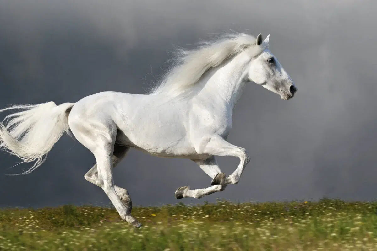 Andalusian horses, the pride of Spain