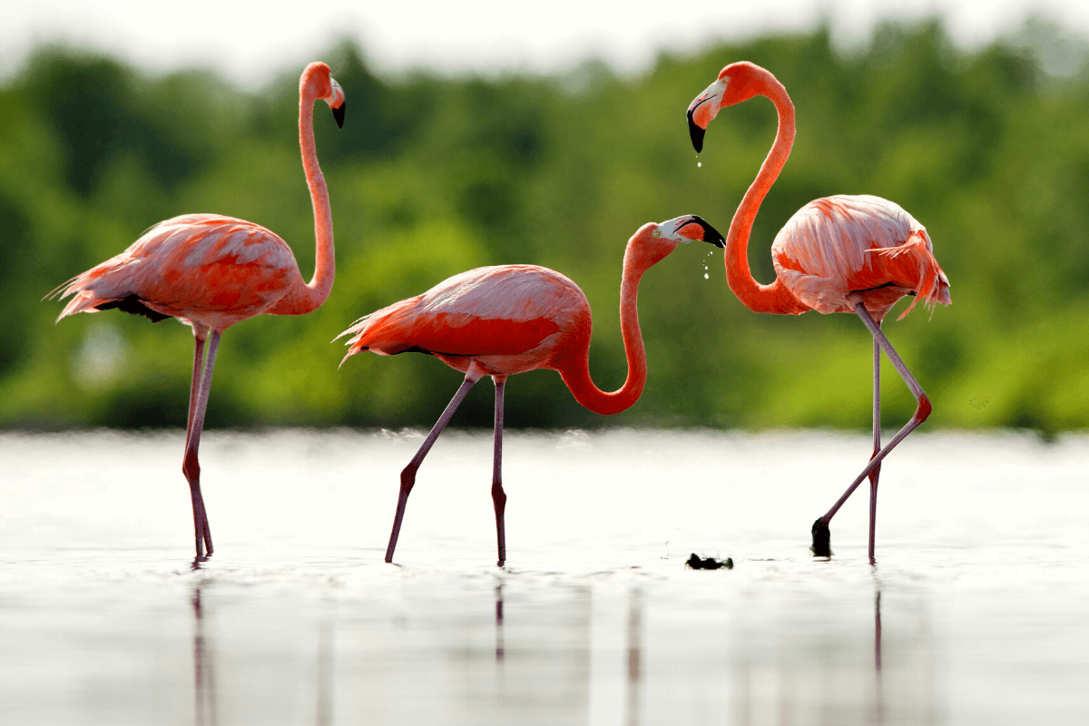 On the trail of flamingos, storks and eagles – Doñana National Park