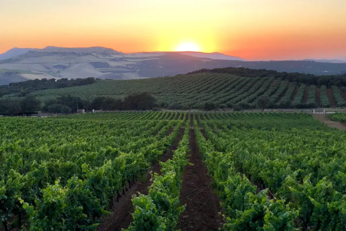 Discovering the real wine gems in Malaga