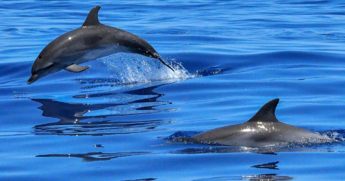 Dolphins and whales off the coast of the Costa del Sol – where can you see them in their natural habitat?